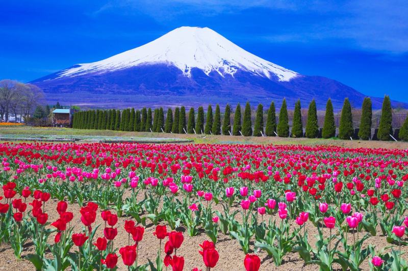 Công viên Hanano Miyako,du lịch Nhật Bản