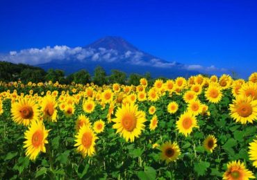 Công viên Hanano-Miyako, du lịch Nhật Bản