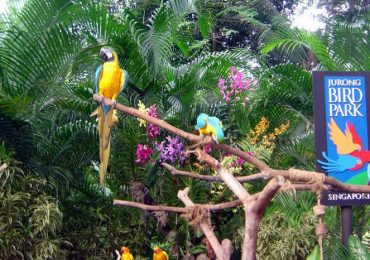 Vườn chim Jurong, du lịch Singapore