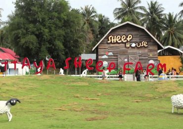 Trại cừu du lịch Pattaya Thái Lan
