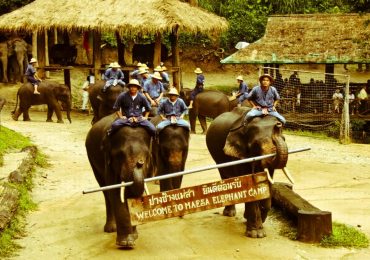 Trại voi du lịch Chiangmai, Thái Lan