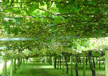 Vườn Kiwi, du lịch New Zealand