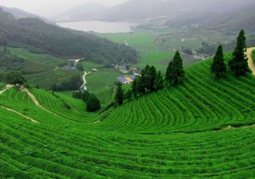 Đồi chè Long Tỉnh, du lịch hàng Châu, Trung Quốc