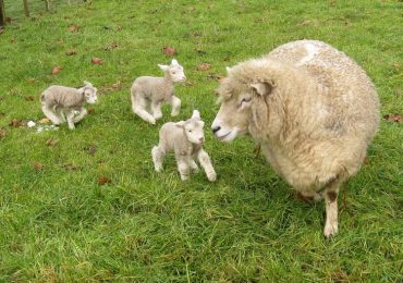 Cừu Romney, du lịch NewZealand