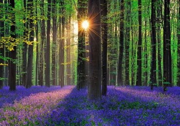 Rừng Hallerbos, du lịch Bỉ