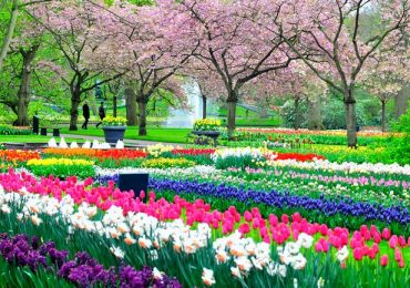 Hoa tulip, du lịch Hà Lan