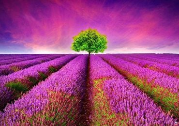 Cánh đồng hoa oải hương ở thị trấn Provence, du lịch Pháp