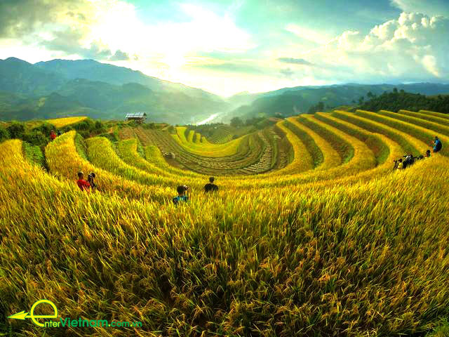 Điểm du lịch ruộng bậc thang hình móng ngựa (Mù Cang Chải - Yên Bái)